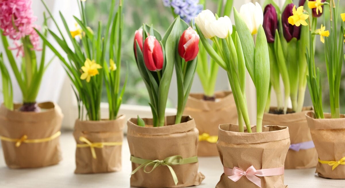 Fensterbank-Deko: Frühlingshafte Tulpen, Narzissen und Hyazinthen in braunen Papiertöpfen mit Schleifen auf hellem Fenstersims.