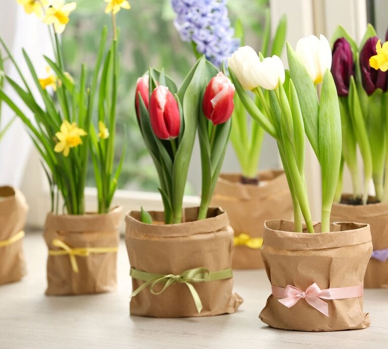 Fensterbank-Deko: Frühlingshafte Tulpen, Narzissen und Hyazinthen in braunen Papiertöpfen mit Schleifen auf hellem Fenstersims. | © Shutterstock/New Africa