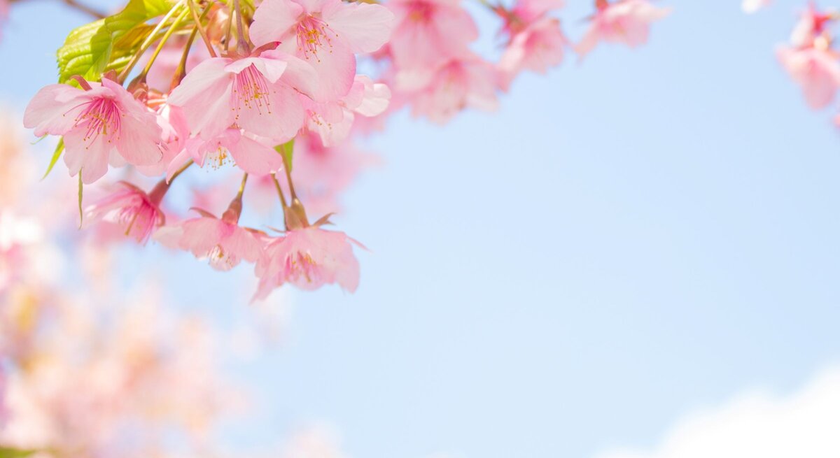 Zarte rosafarbene Kirschblüten hängen an einem Zweig, von Sonnenlicht durchflutet vor klarem blauem Himmel weit im Frühling.