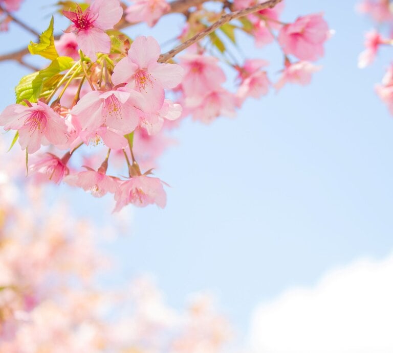 Zarte rosafarbene Kirschblüten hängen an einem Zweig, von Sonnenlicht durchflutet vor klarem blauem Himmel weit im Frühling. | © Shutterstock/Mei Yi