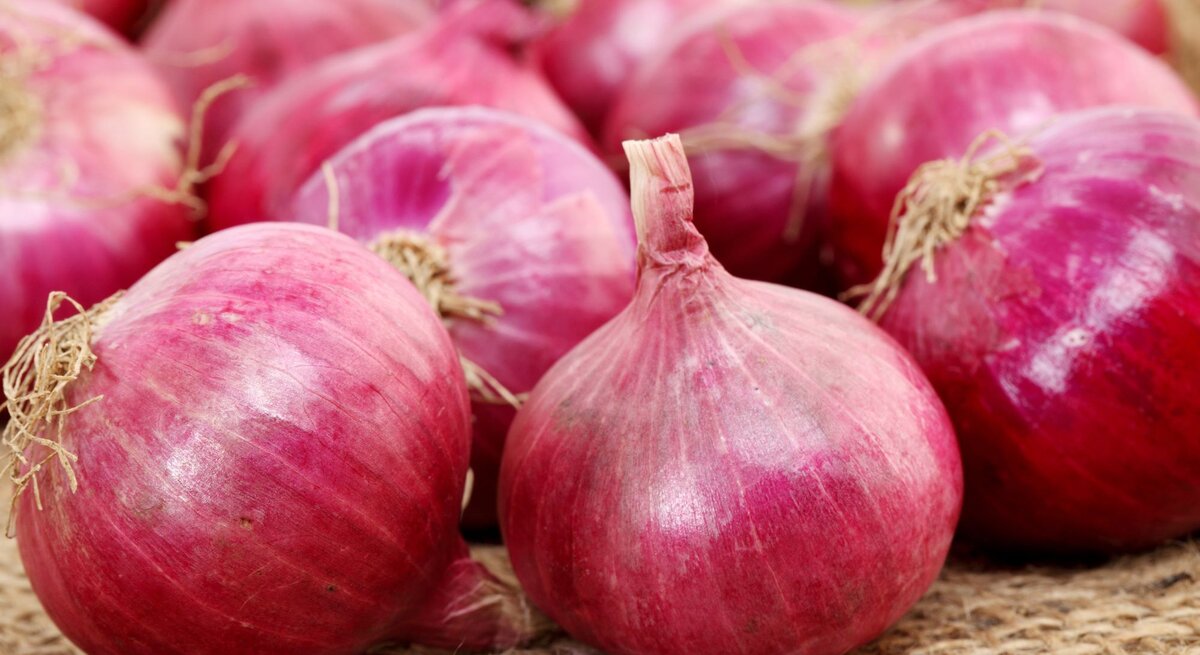 Frische rote Zwiebeln mit glänzender Schale und trockenen Wurzeln liegen auf grobem Sackleinen in natürlichem Licht.