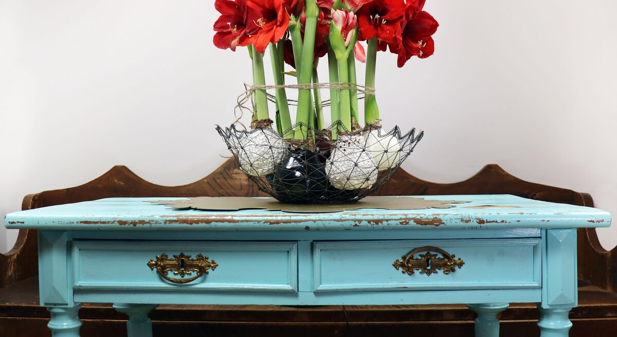 Leuchtend rote Amaryllis in Wachs in Drahtkorb auf türkisfarbenem, antikem Tisch mit goldenen Griffen vor Holzbank.