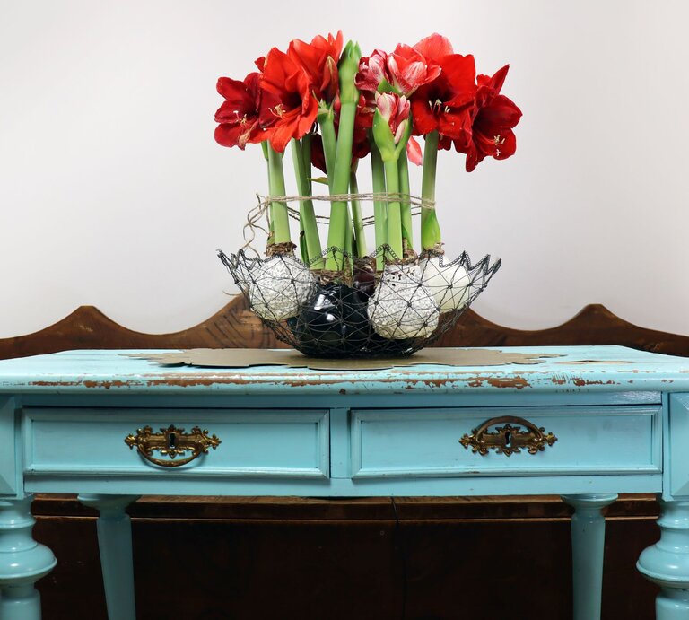 Leuchtend rote Amaryllis in Wachs in Drahtkorb auf türkisfarbenem, antikem Tisch mit goldenen Griffen vor Holzbank. | © AdobeStock/glimpseofsweden