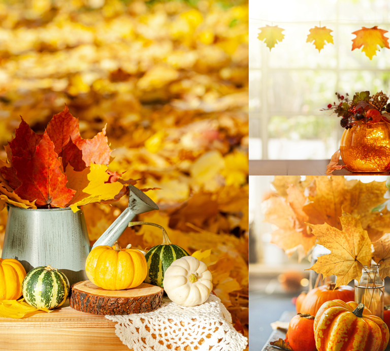 Herbstliche Deko mit Kürbissen, Trockenblumen und bunten Ahornblättern auf Tischen vor goldgelbem Laub und sonnendurchflutetem Fenster. | © Shutterstock/Vera Prokhorova/VICUSCHKA/FamVeld/Canva/Collage:bildderfrau.de