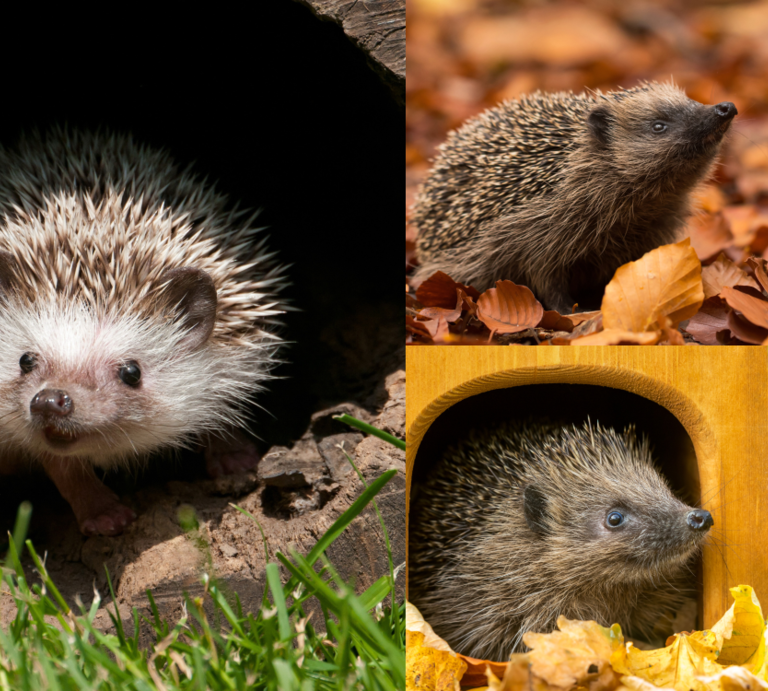 Drei Igel in herbstlicher Umgebung: einer tritt aus einem dunklen Bau, einer schnuppert im Laub, einer blickt aus einem DIY-Igelhaus.  | © Canva/Collage: bildderfrau.de