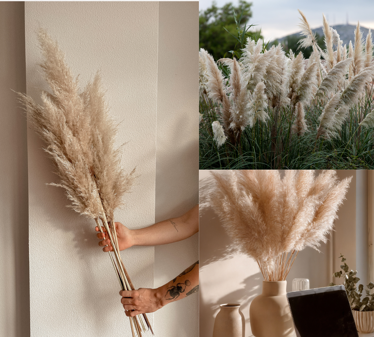 Getrocknetes Pampasgras in Vase am Fenster, frisch geschnitten in Händen, daneben wild wachsendes Gras vor bewölktem Hügel. | © Canva/Collage:bildderfrau.de