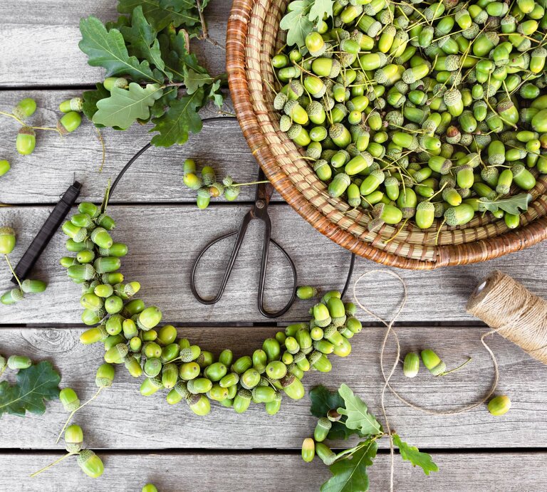 Frisch gesammelte grüne Eicheln in einem Korb, daneben ein halbfertiger Eichel-Kranz und Gartenschere auf Holzplatte. | © Shutterstock/Oksana_Schmidt
