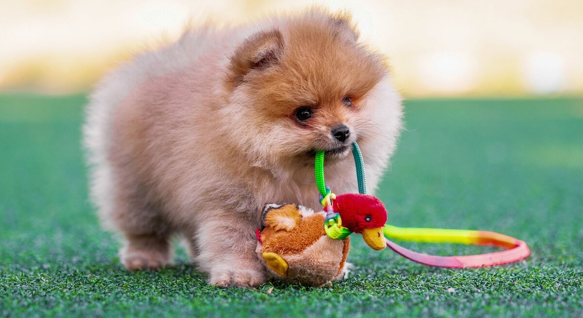 Ein flauschiger Pomeranian-Welpe trägt ein buntes Entenspielzeug auf einer grünen Wiese im Sonnenschein.