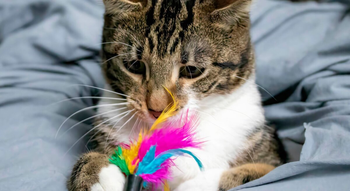 Getigerte Katze mit weißen Pfoten spielt aufmerksam mit einem bunten Federspielzeug auf einer grauen Decke.
