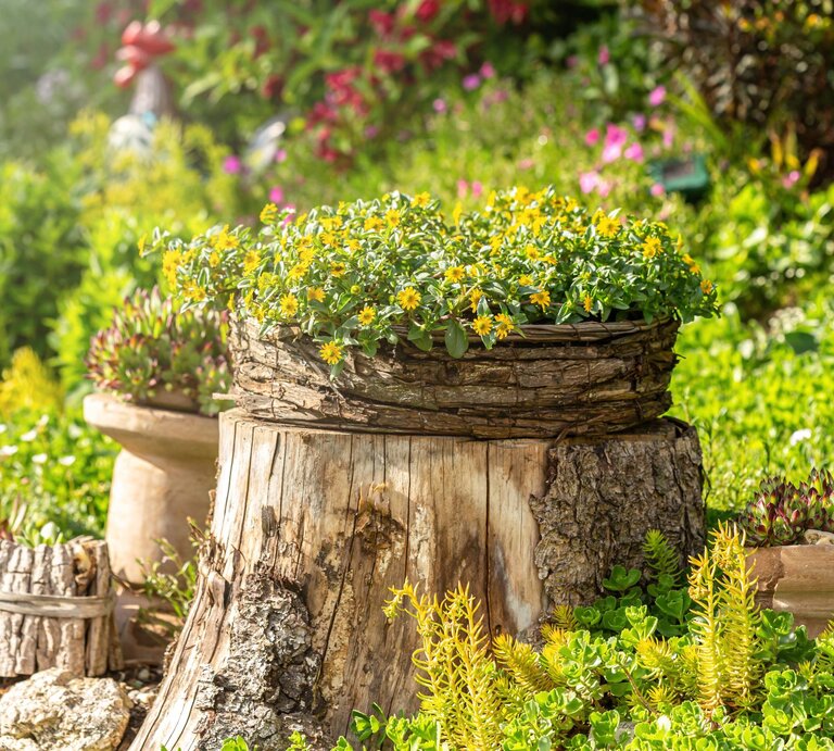 Ein Baumstumpf im Garten mit einem Blumenkorb voller gelber Blüten, umgeben von grünem Laub und bunten Blumen. | © Adobe Stock/Annabell Gsödl