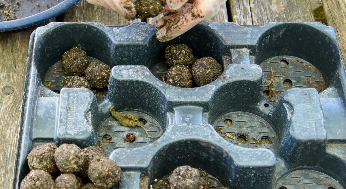 Eine Person mit Einweghandschuhen formt erdige Kugeln und platziert die Samenbomben in eine schwarze Plastikform auf einem Holztisch.