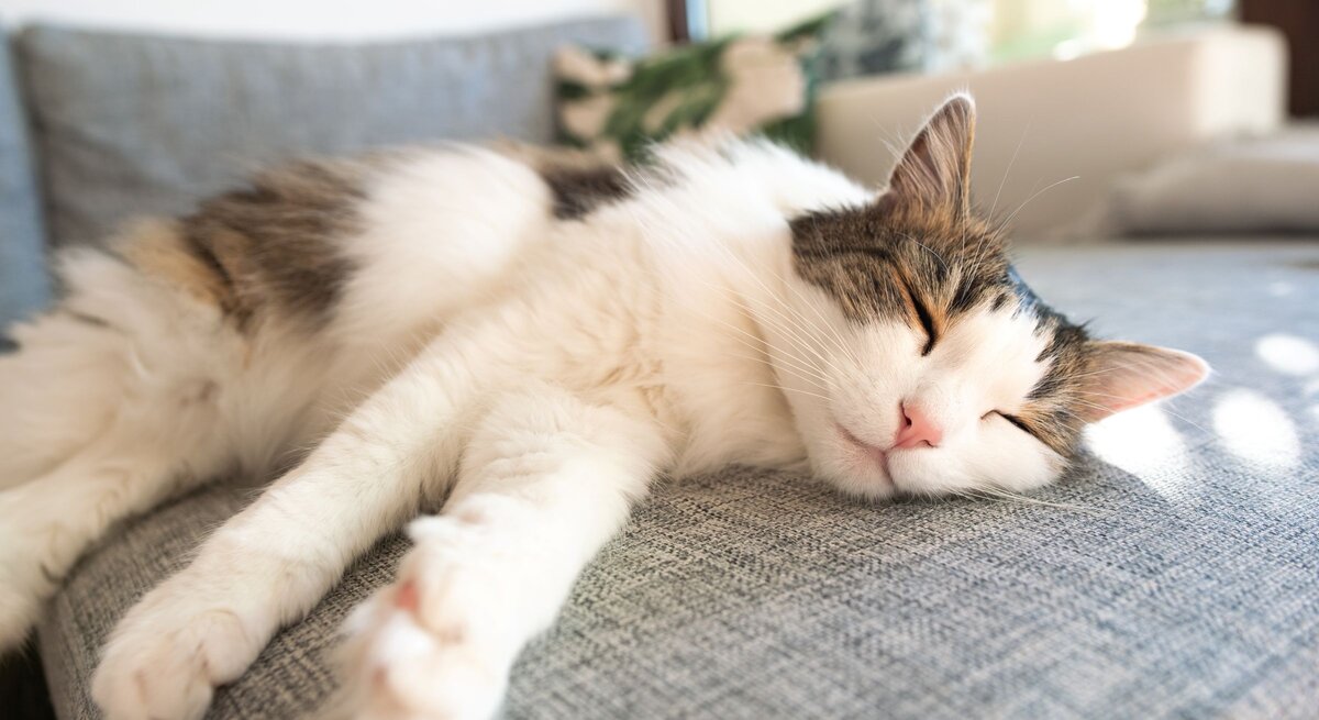 Langhaarige weiß-braune Katze schläft entspannt mit ausgestreckten Pfoten auf einem grauen Sofa im Sonnenlicht.