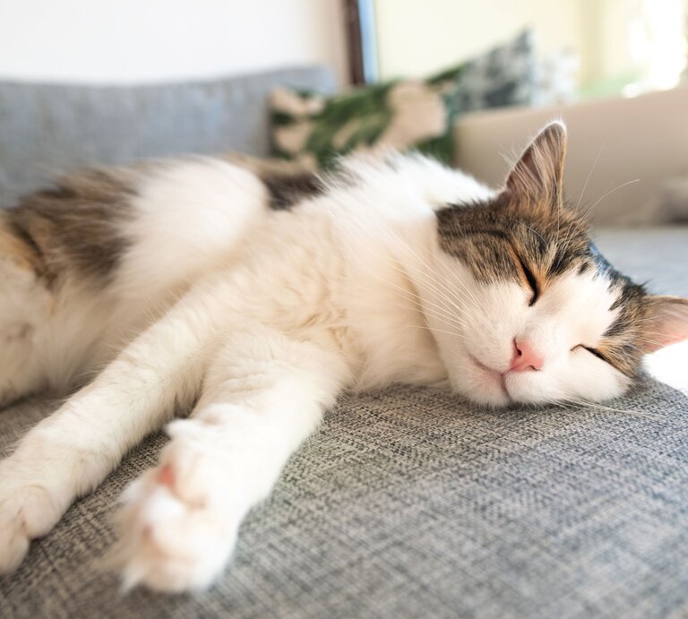 Langhaarige weiß-braune Katze schläft entspannt mit ausgestreckten Pfoten auf einem grauen Sofa im Sonnenlicht. | © Shutterstock/ Svetlana_LindaFoto