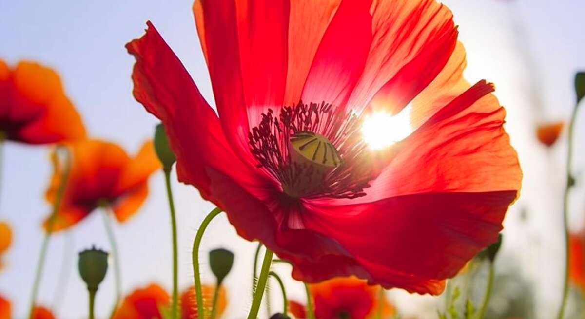 Eine leuchtend rote Mohnblume im Gegenlicht der Sonne, umgeben von weiteren Mohnblumen vor klarem Himmel.