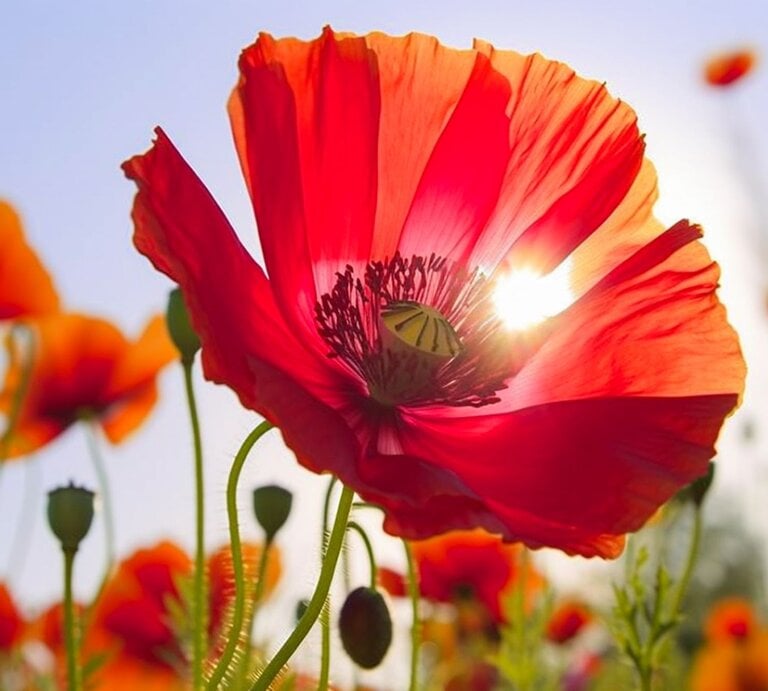 Eine leuchtend rote Mohnblume im Gegenlicht der Sonne, umgeben von weiteren Mohnblumen vor klarem Himmel. | © GettyImages/Ivan