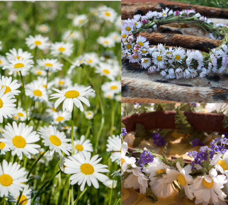 Drei florale Motive zeigen Gänseblümchen auf einer Wiese, einen geflochtenen Kranz aus Wiesenblumen und ein DIY-Krönchen mit Veilchen. | © Canva/ Collage:bildderfrau.de