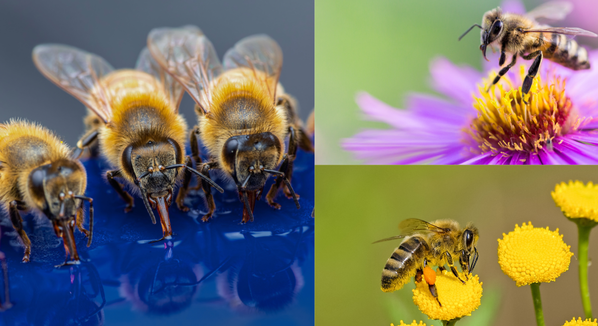 Vier Honigbienen trinken nebeneinander von glänzender blauer Fläche, daneben zwei Bienen auf gelben und lila Blüten.