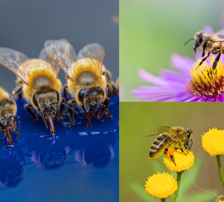 Vier Honigbienen trinken nebeneinander von glänzender blauer Fläche, daneben zwei Bienen auf gelben und lila Blüten. | © Canva/Collage: bildderfrau.de