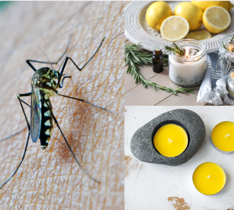 Eine Mücke sticht in menschliche Haut, daneben brennen Zitronen- und Kräuterkerzen auf Holz als natürliche Abwehr. | © Canva/Collage:bildderfrau.de