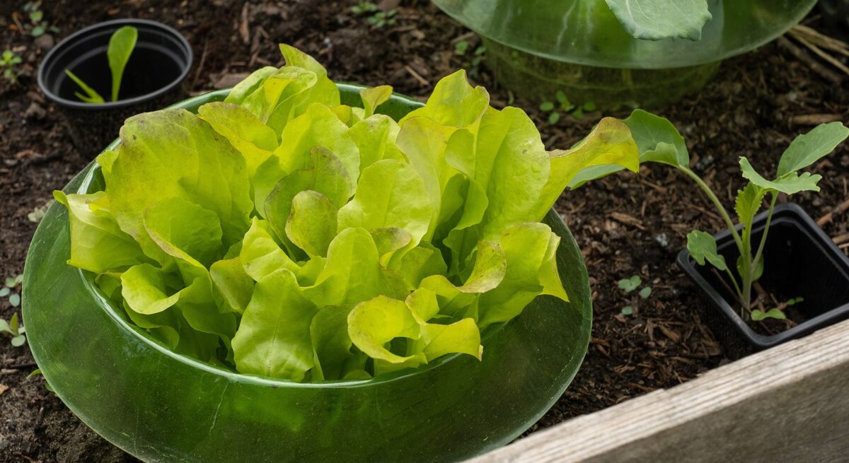 Frischer Kopfsalat mit grün-gelben Blättern wächst in einem Schneckenkragen auf dunkler Gartenerde.