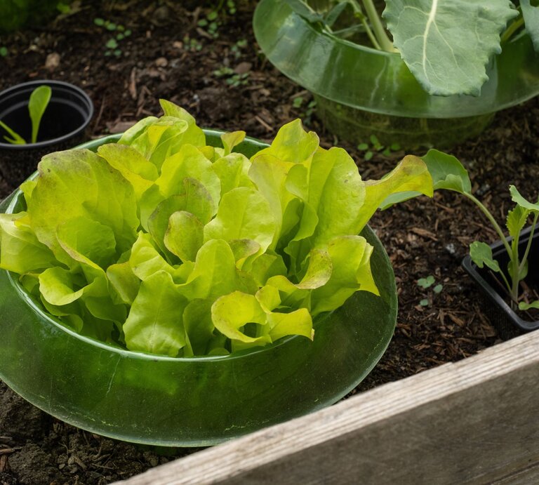 Frischer Kopfsalat mit grün-gelben Blättern wächst in einem Schneckenkragen auf dunkler Gartenerde. | © AdobeStock/spql