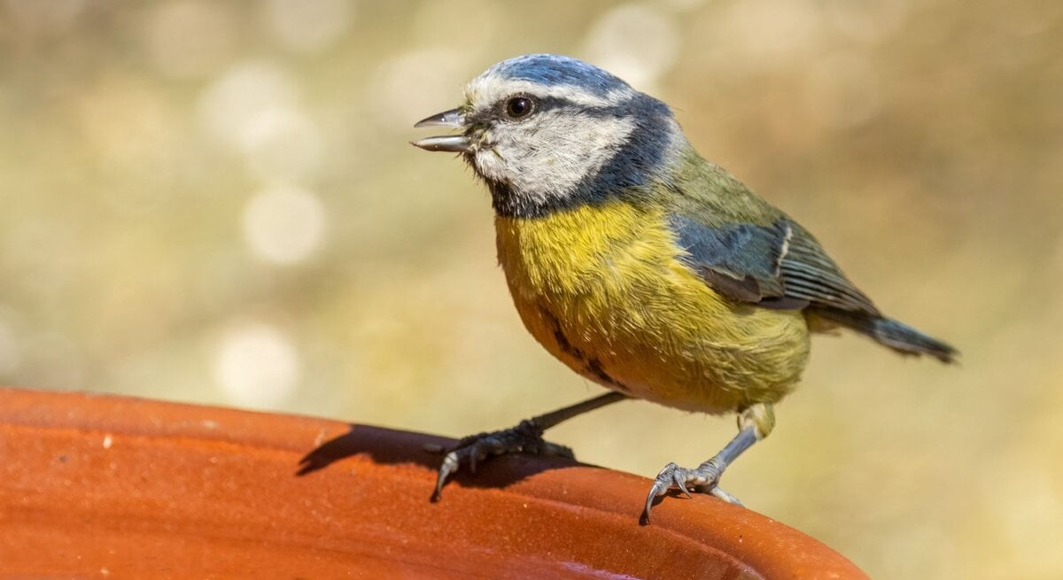 Bunter Blaumeise auf einer Vogeltränke, umgeben von einem unscharfen, grünen Hintergrund.