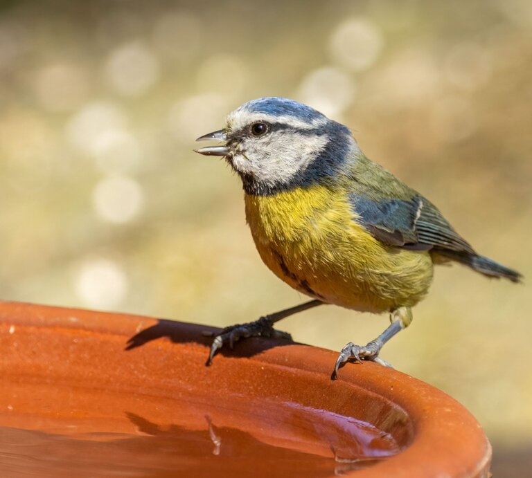 Bunter Blaumeise auf einer Vogeltränke, umgeben von einem unscharfen, grünen Hintergrund. | © Adobe Stock/ Sarah