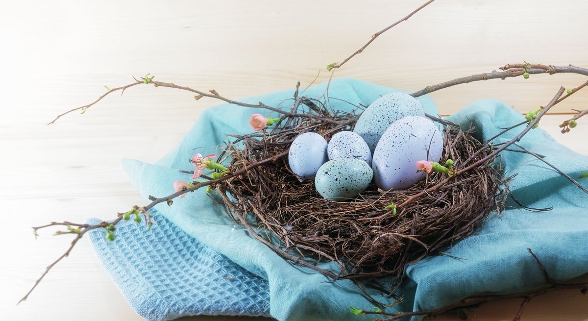  Ein natürliches Osterarrangement auf einem hellen Holzhintergrund: Ein echtes Vogelnest, umgeben von sanft gefärbten Stoffen in Blau- und Türkistönen, beherbergt eine Gruppe von künstlichen Eiern in verschiedenen Schattierungen von Blau und Weiß, einige davon mit zarten, dunklen Sprenkeln. Frische Frühlingszweige mit zarten grünen Knospen rahmen das Nest ein, ergänzt durch einige zarte rosa Blütenknospen, die dem Ganzen einen Hauch von Farbe verleihen. Das Arrangement strahlt Ruhe und die Erneuerung des Frühlings aus und symbolisiert die Fruchtbarkeit und das neue Leben, die mit Ostern assoziiert werden.