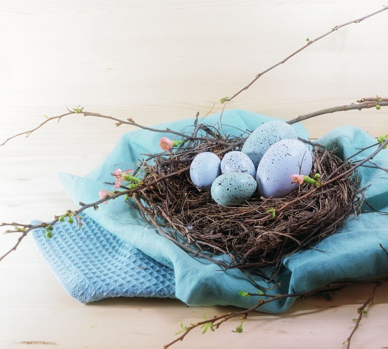  Ein natürliches Osterarrangement auf einem hellen Holzhintergrund: Ein echtes Vogelnest, umgeben von sanft gefärbten Stoffen in Blau- und Türkistönen, beherbergt eine Gruppe von künstlichen Eiern in verschiedenen Schattierungen von Blau und Weiß, einige davon mit zarten, dunklen Sprenkeln. Frische Frühlingszweige mit zarten grünen Knospen rahmen das Nest ein, ergänzt durch einige zarte rosa Blütenknospen, die dem Ganzen einen Hauch von Farbe verleihen. Das Arrangement strahlt Ruhe und die Erneuerung des Frühlings aus und symbolisiert die Fruchtbarkeit und das neue Leben, die mit Ostern assoziiert werden. | © gettyimages/	fermate