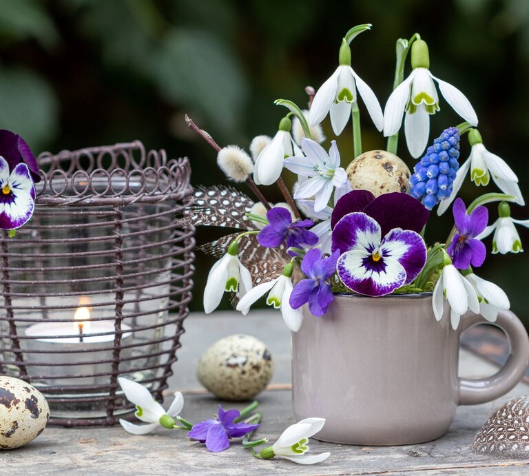 Frühlingshaftes Arrangement aus weißen Schneeglöckchen, lila Veilchen und blauer Traubenhyazinthe in grauer Tasse neben Kerzenlaterne. | © Shutterstock/Natalia Greeske