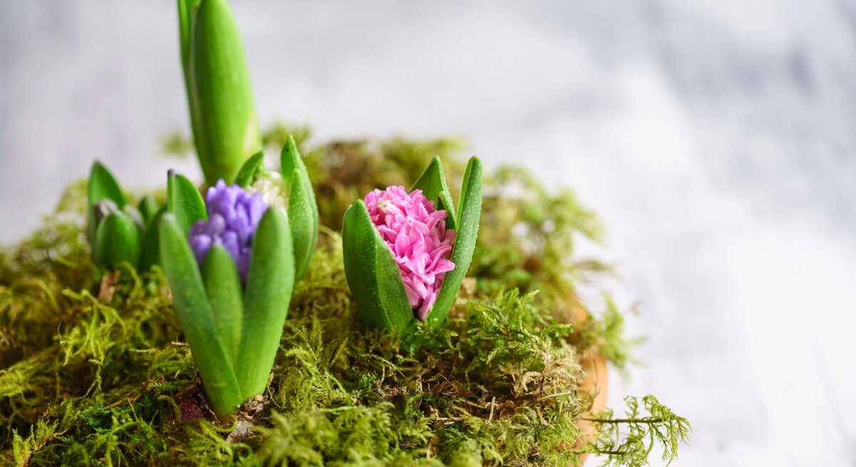Frische Hyazinthenknospen in Rosa, Violett und Weiß sprießen zwischen feuchtem Moos auf einem hellen Untergrund.