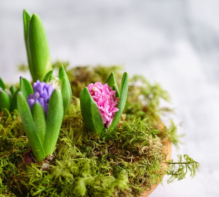 Frische Hyazinthenknospen in Rosa, Violett und Weiß sprießen zwischen feuchtem Moos auf einem hellen Untergrund. | © Shutterstock/Shebeko