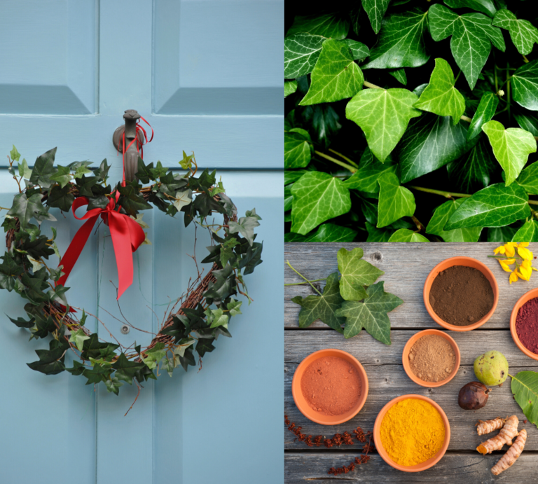 Basteln mit Efeu: Herzförmiger Efeukranz mit roter Schleife an blauer Tür, daneben frische Efeublätter und Naturfarben mit Wurzeln auf Holztisch. | © Canva/Collage: bildderfrau.de
