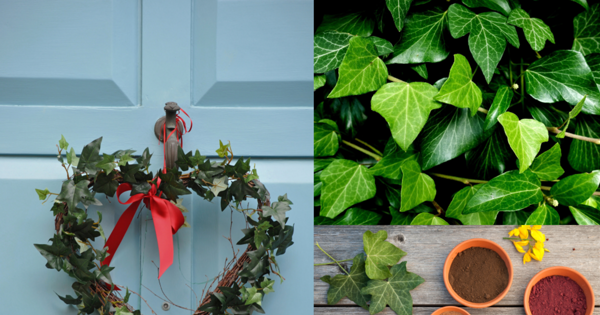 Basteln mit Efeu: Wunderschne DIY-Ideen fr drinnen und drauen
