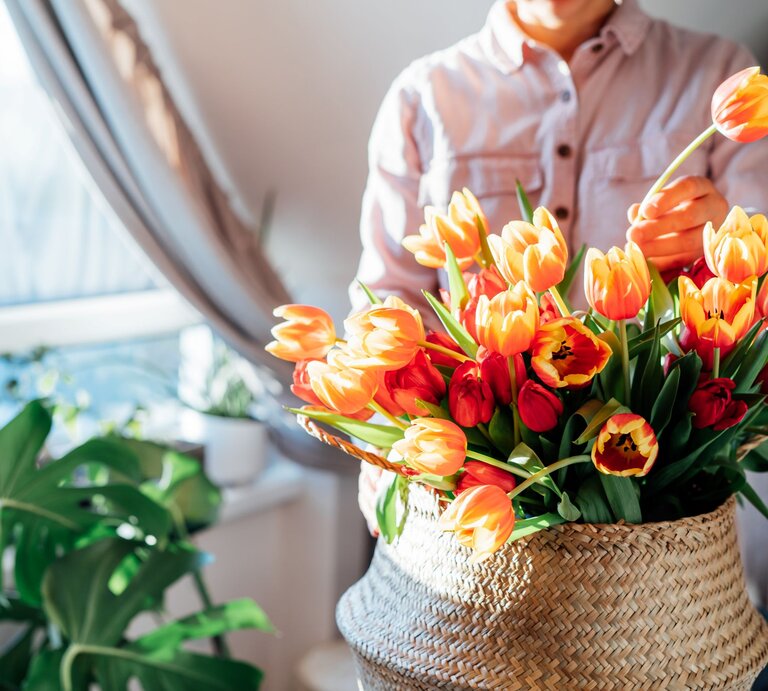 Hände einer jungen Person setzen frische Tulpen in Gelb und Rot in einen Korb, neben einem Fenster mit grüner Zimmerpflanze. | © Shutterstock/Okrasiuk