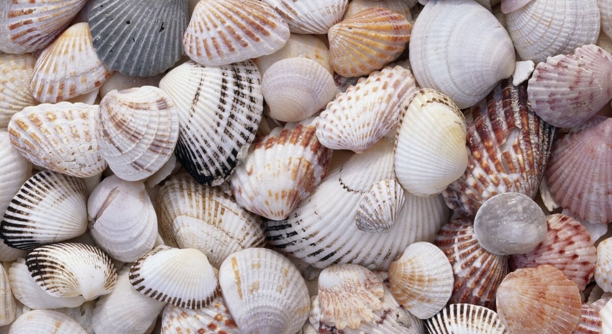 Eine bunte Sammlung verschiedener Muschelschalen in verschiedenen Größen und Mustern, dicht beieinander liegend.