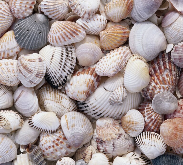Eine bunte Sammlung verschiedener Muschelschalen in verschiedenen Größen und Mustern, dicht beieinander liegend. | © Getty Images/Darrell Gulin