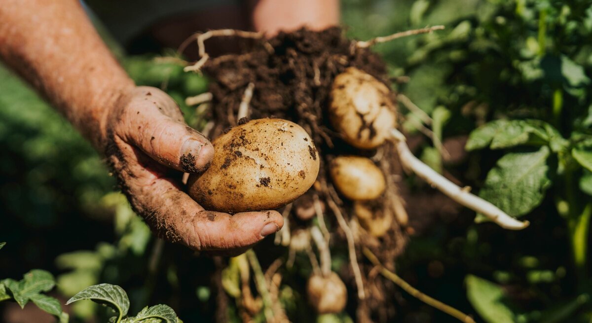 Schmutzige Hände halten frisch geerntete Kartoffeln aus einem DIY-Kartoffelturm  mit Wurzeln, umgeben von grünen Blättern im sonnigen Gartenbeet.