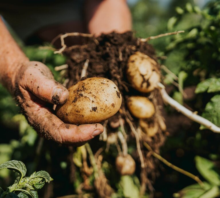 Schmutzige Hände halten frisch geerntete Kartoffeln aus einem DIY-Kartoffelturm  mit Wurzeln, umgeben von grünen Blättern im sonnigen Gartenbeet. | © Shutterstock/ Tiaremindy