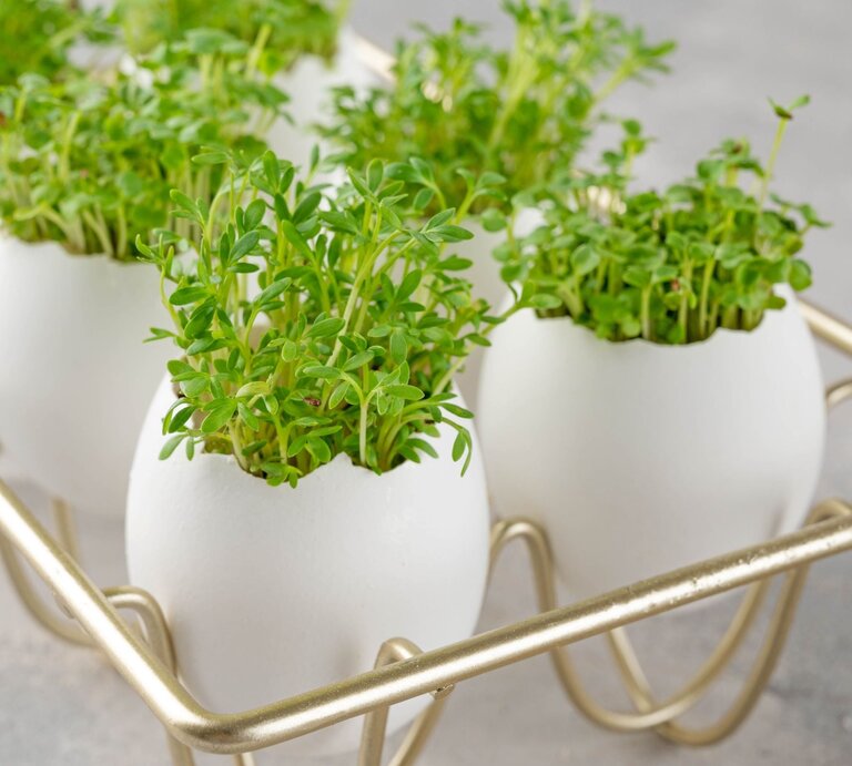 Mehrere frische grüne Kressepflanzen wachsen nah in weißen, Eierschalen auf einem goldenen Tablett im Licht. | © Shutterstock/ irina2511