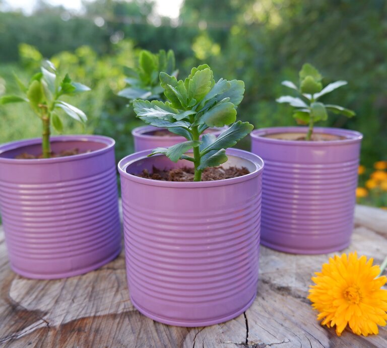 Vier kleine grüne Sukkulenten wachsen in lila Konservendosen auf einem Holzstamm, dahinter unscharfer Garten daneben gelbe Blüte. | © Shutterstock/Alex Ant