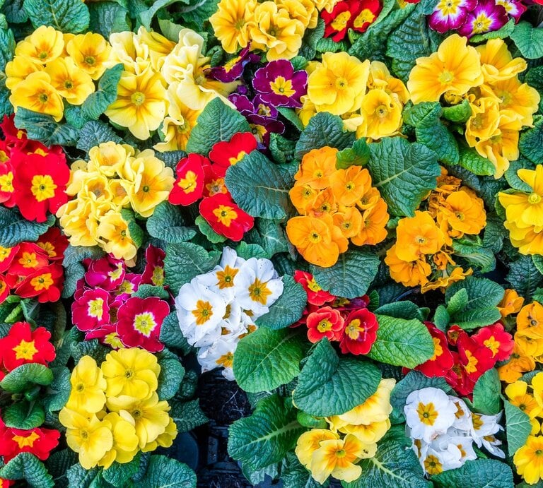Leuchtend bunte Primeln in Rot, Gelb, Orange und Weiß dicht an dicht, umgeben von kräftig grünen, strukturierten Blättern. | © GettyImages/Santiago Urquijo