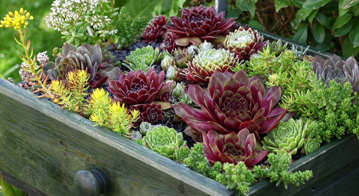Schublade mit dicht bepflanzten Sukkulenten in Grün und Rot, rosettenförmig angeordnet vor üppigem Gartenhintergrund.