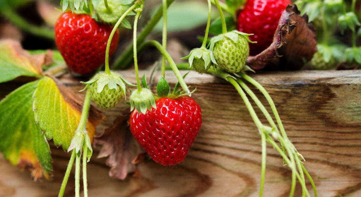Reife rote Erdbeeren und grüne unreife Früchte hängen an dünnen Stielen über einer verwitterten Holzkante im Garten.