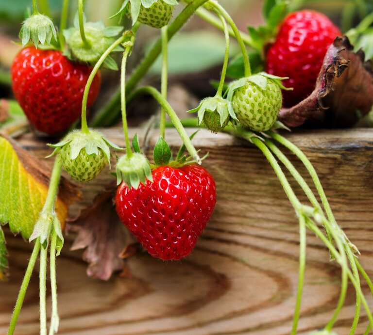 Reife rote Erdbeeren und grüne unreife Früchte hängen an dünnen Stielen über einer verwitterten Holzkante im Garten. | © GettyImages/Helaine Weide