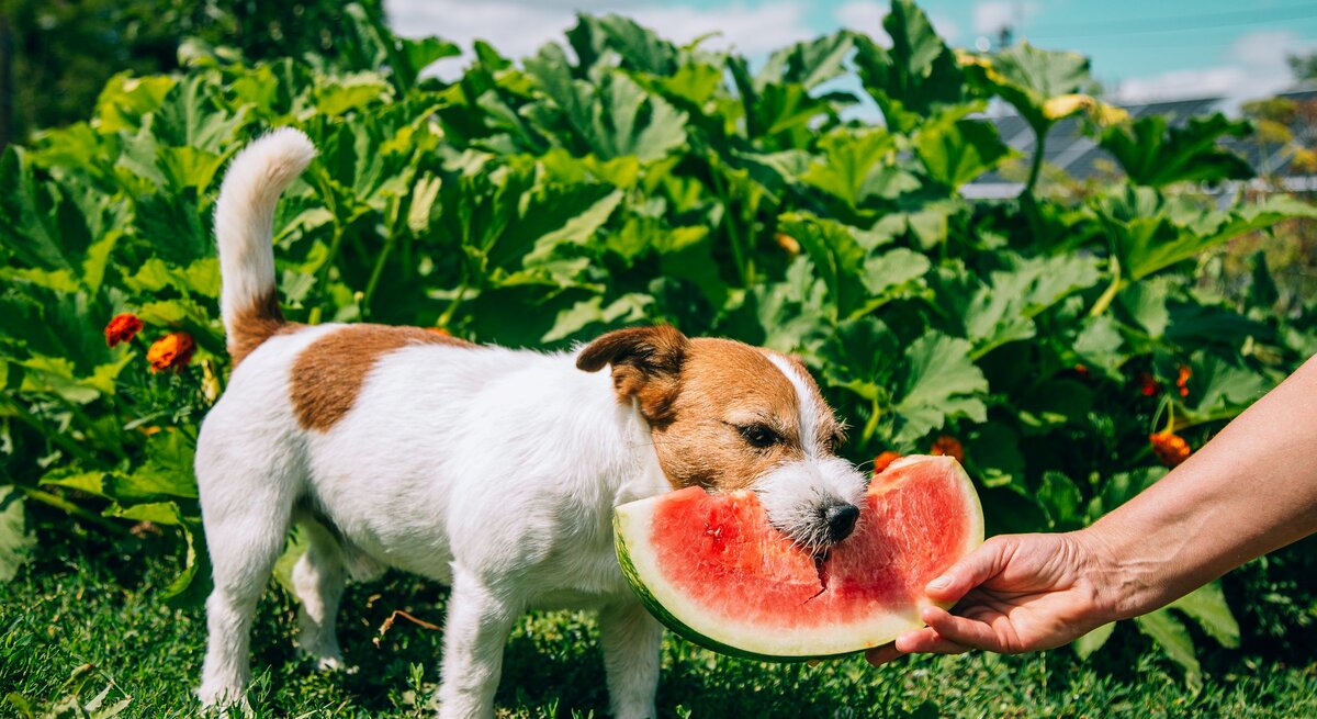 Kleiner weiß-brauner Hund steht im Garten und frisst saftige Wassermelone aus der Hand einer Person vor üppigem Grün.