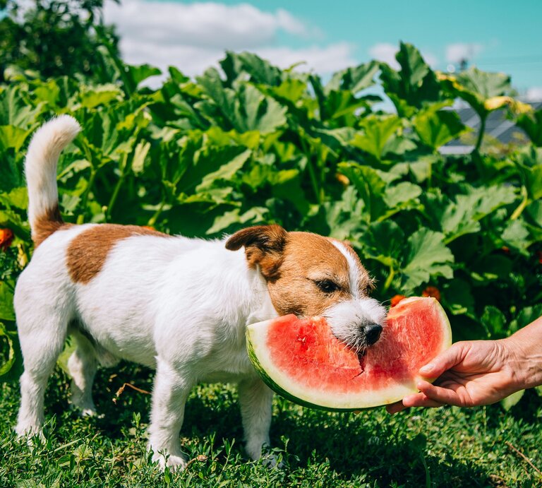 Kleiner weiß-brauner Hund steht im Garten und frisst saftige Wassermelone aus der Hand einer Person vor üppigem Grün. | © GettyImages/Iuliia Bondar