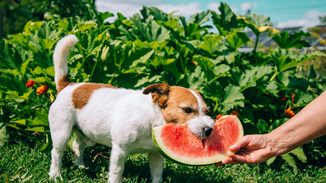 Wassermelonenjauche: Kostenloser Bio-Dnger fr deine XXL-Ernte