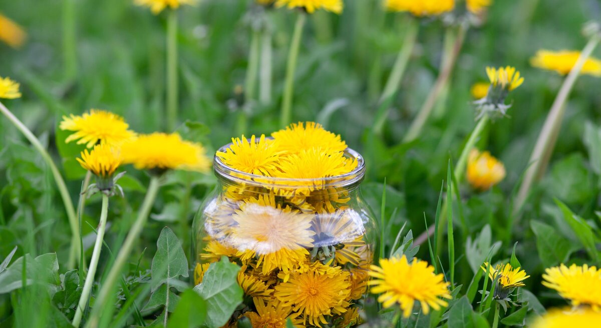   Ein Glas voller leuchtend gelber Löwenzahnblüten steht zwischen grünen Wiesenpflanzen auf einer sonnigen Frühlingswiese. | © GettyImages/Andrii Zastrozhnov