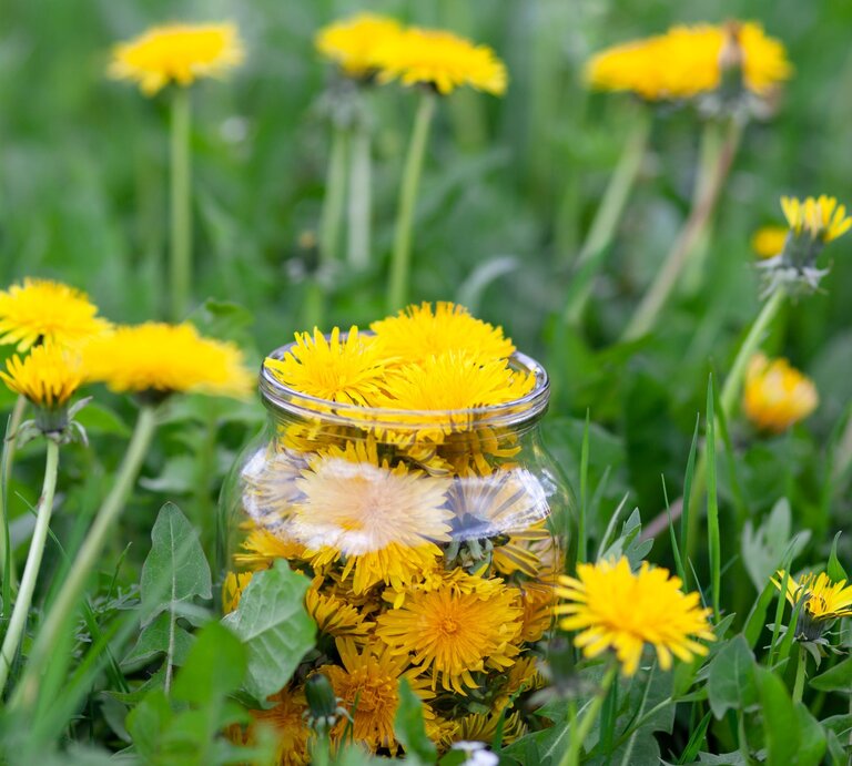   Ein Glas voller leuchtend gelber Löwenzahnblüten steht zwischen grünen Wiesenpflanzen auf einer sonnigen Frühlingswiese. | © GettyImages/Andrii Zastrozhnov